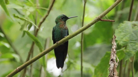 Hummingbird on Branch Stock Footage 60953163