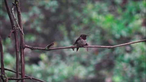 Hummingbird On a Branch Stock Footage 307844485