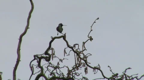 Hummingbird on branch in low light.  Flys off and then returns Stock Footage 44794677