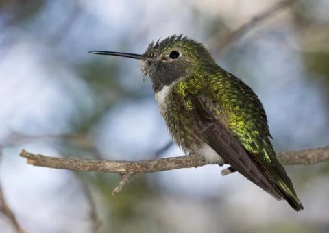 Hummingbird on Branch Stock Photos