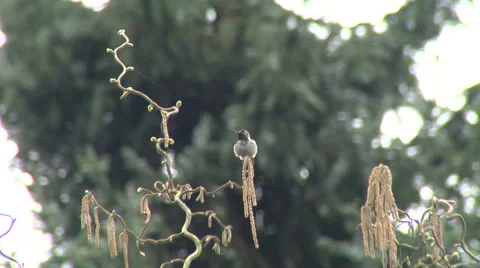 Hummingbird on branch stretching wings Stock Footage 44795837