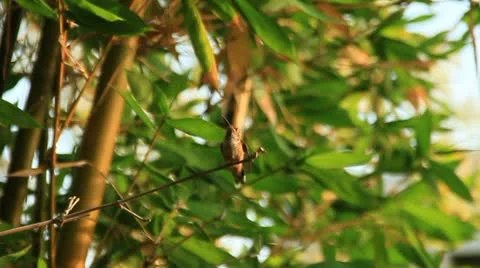 HummingBird on A branch1 Stock Footage 11710708