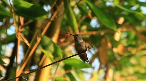 HummingBird on A branch1b Stock Footage 11710654