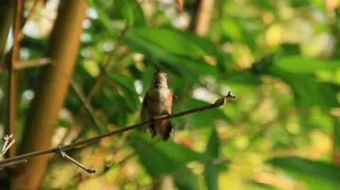 HummingBird on A branch1d Stock Footage 11710610
