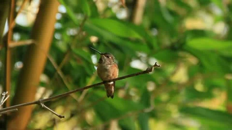 HummingBird on A branch1e Stock Footage 11710659
