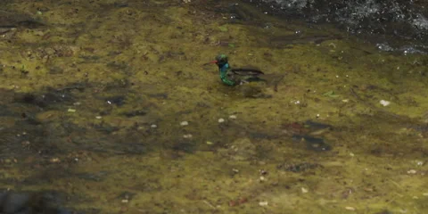 Hummingbird, broad-billed, on algae in pond eating or drinking, slo-mo 4k Stock Footage 241020103