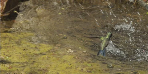 Hummingbird, Broad-billed, drinking from water stream, slomo, 4k Stock Footage 240880525