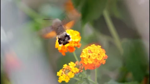 Hummingbird bug Видео 32422572