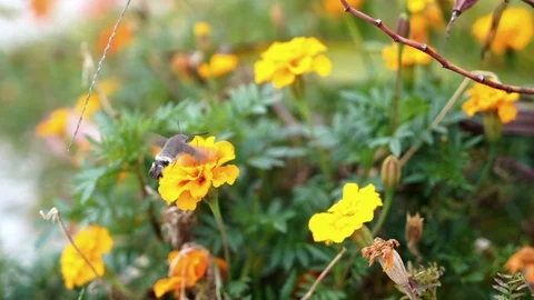 Hummingbird butterfly Stock Footage 116814711