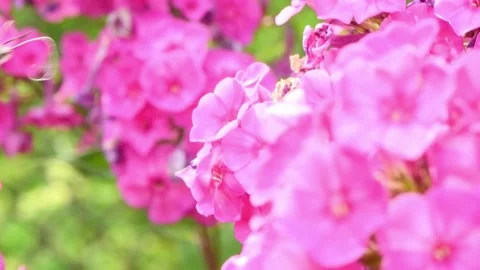Hummingbird butterfly, hawk-moth hovering over a phlox flowers. Stock Footage 165994154