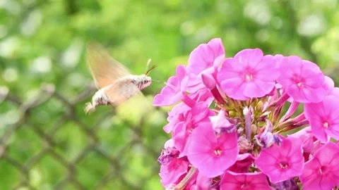Hummingbird butterfly, hawk-moth hovering over a phlox flowers. Stock Footage 165994687