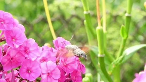 Hummingbird butterfly, hawk-moth hovering over a phlox flowers. Stock Footage 165995063