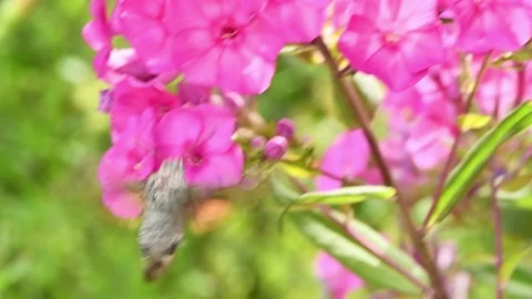 Hummingbird butterfly, hawk-moth hovering over a phlox flowers. Stock Footage 165995506