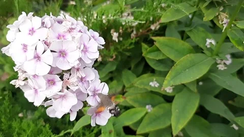 Hummingbird butterfly, hawk moth hovering over phlox flowers. Video recording Stock Footage 205895287