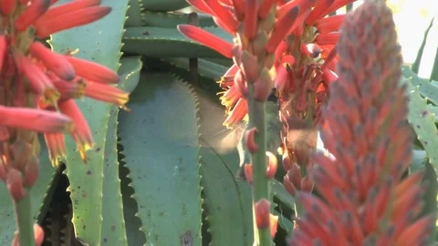 Hummingbird cactus flowers Stock Footage 74089726
