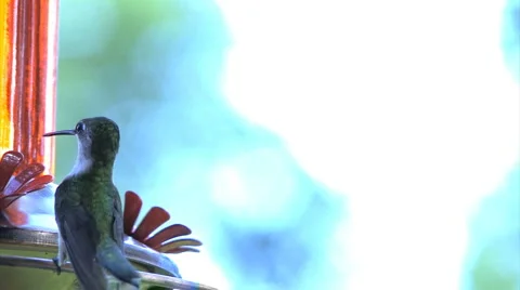 Hummingbird carusel. Stock Footage 1070586