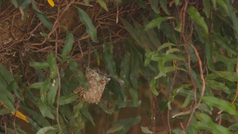 Hummingbird chick on nest while its mother/ father arrives and feeds it Stock Footage 114889242