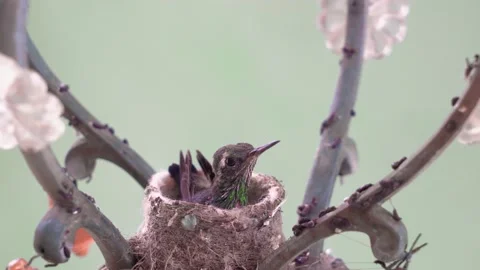 Hummingbird chicks Stock Footage 132962637