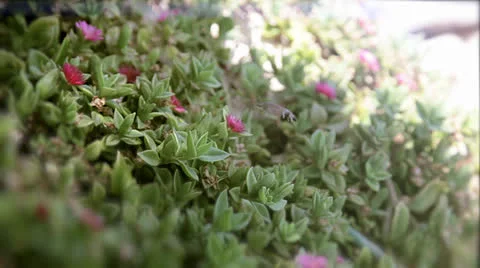 Hummingbird Clearwing Moth Stock Footage 23314128