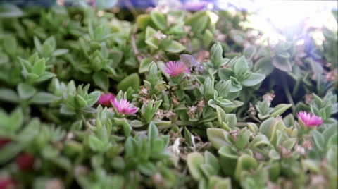 Hummingbird Clearwing Moth Stock Footage 23316378