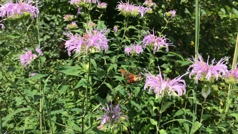 Hummingbird Clearwing Moth Stock Footage 113722555