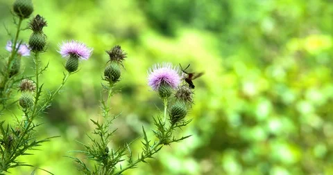 Hummingbird Clearwing Moth on Thistle Stock Footage
