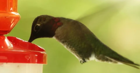 Hummingbird Close Up 2 Video stock 62843946
