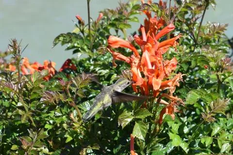 Hummingbird up close drinking nectar of orange flowers Stock Photos