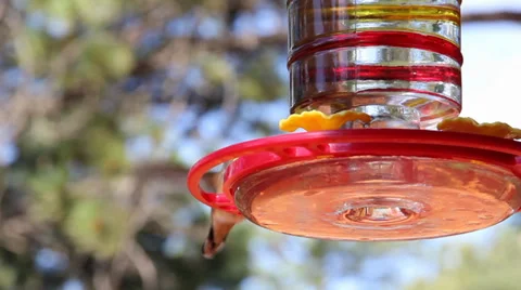 Hummingbird (Close Up) Stock Footage 33577982