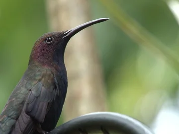 Hummingbird Close Up Stock Footage 85567984