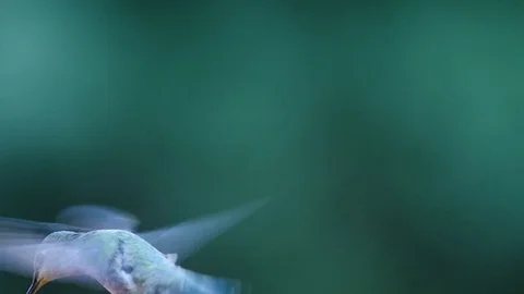 Hummingbird close up, isolated, and in slow motion Stock Footage 76505300