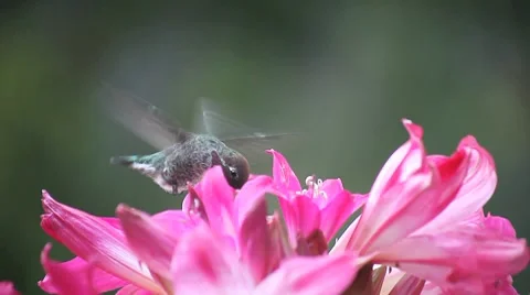 Hummingbird close-up in lilies Stock Footage 8564673