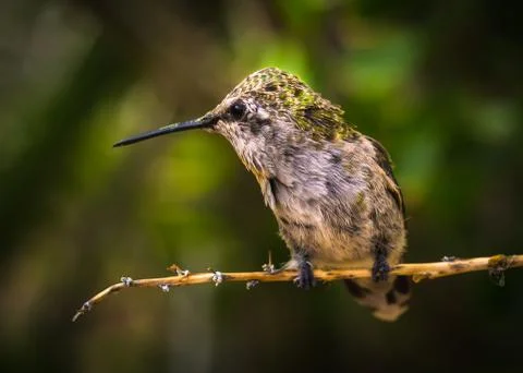 Hummingbird close up Stock Photos