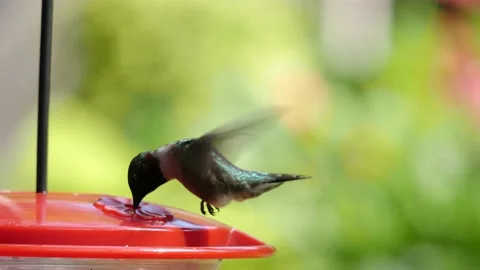 HUMMINGBIRD, CLOSE UP SIDE VIEW, FEEDING AT FEEDER, OVER-CRANKED FTG. Stock Footage 137269682