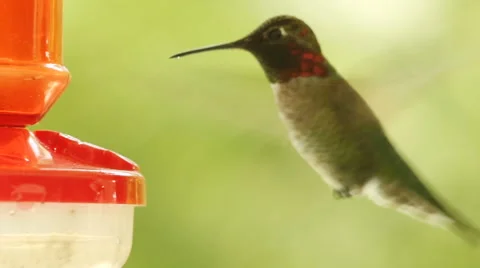 Hummingbird Close Up Slow Motion Stock Footage 62843298