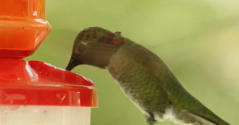 Hummingbird Close up Slow Motion Stock Footage 62844706