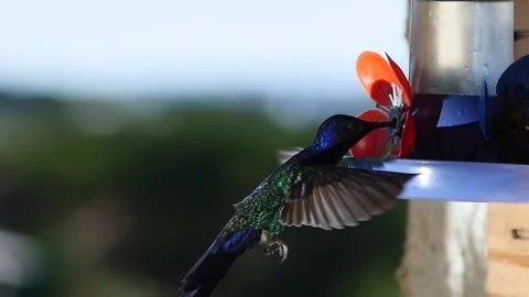 Hummingbird Close Up Slow Motion, Plastic Flower Stock Footage 172162078