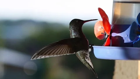 Hummingbird Close Up Slow Motion, Plastic Flower Stock Footage 172162431