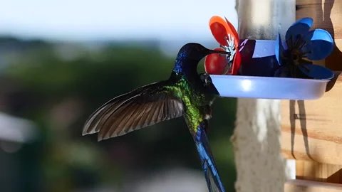 Hummingbird Close Up Slow Motion, Plastic Flower Stock Footage 172162432