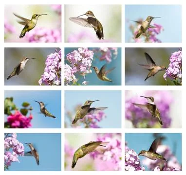 Hummingbird collage Stock Photos