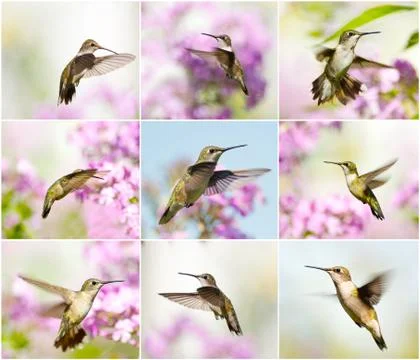 Hummingbird collage. Stock Photos