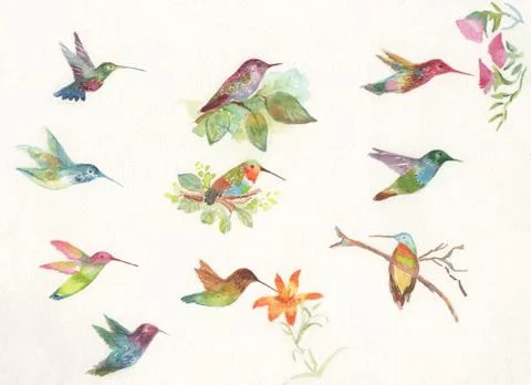 Hummingbird Collection Stock Illustration