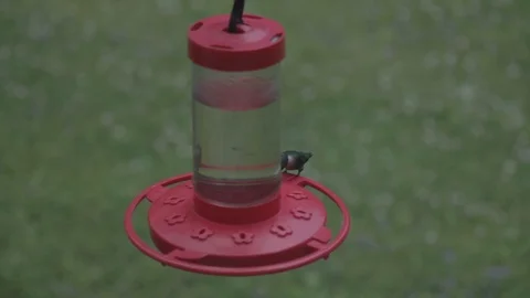 Hummingbird Compilation 스톡 동영상 92214187