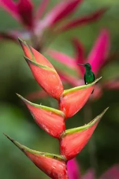 Hummingbird (Copper-rumped Hummingbird) sitting and drinking nectar from its  Stock Photos