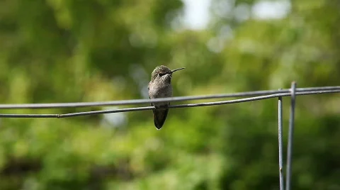 Hummingbird courtship behavior Stock Footage 863218
