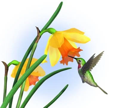 Hummingbird with Daffodils Stock Illustration