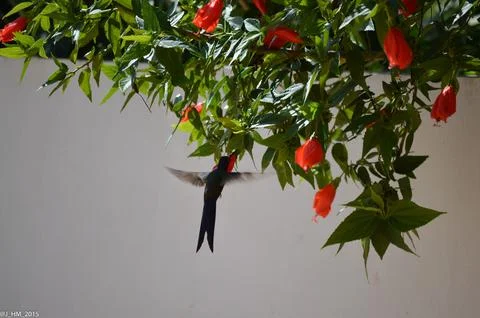 Hummingbird dancing and hovering Foto stock