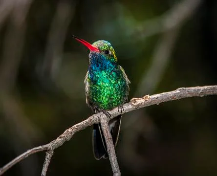 Hummingbird on dark background Stock Photos