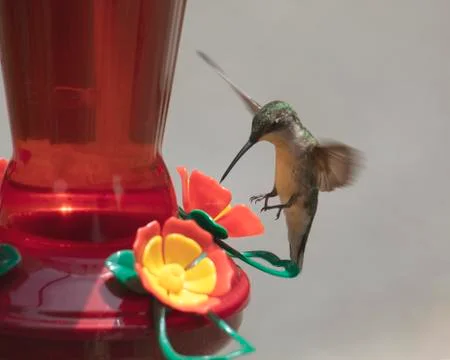 Hummingbird Does Tail Stand Foto stock