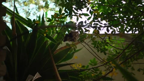 Hummingbird Downangle Video stock 261092220